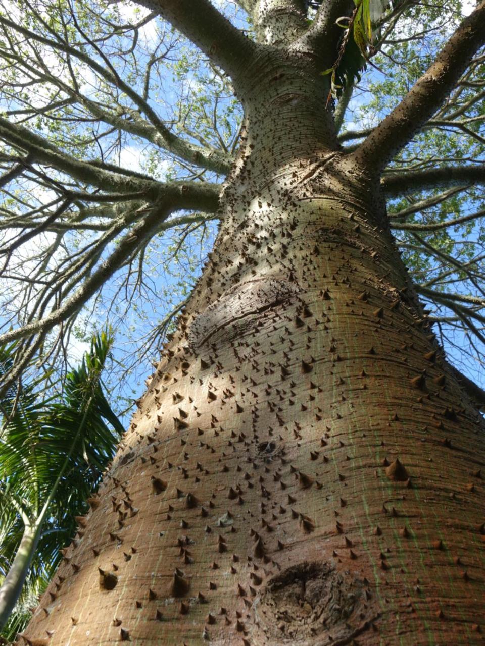 Wharepuke Subtropical Accommodation Kerikeri Kültér fotó